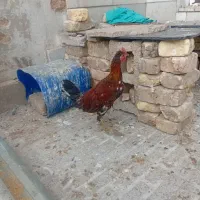 جوجه خروس محلی|حیوانات مزرعه|شیراز, کوشک میدان|دیوار