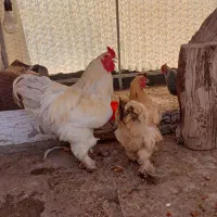 ی جفت مرغ و خروس هشت ماهه قول پیکر درشت