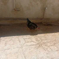 جوجه|حیوانات مزرعه|ایلام, |دیوار