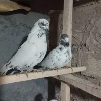 کفتر عتیقه|پرنده|معصومیه, |دیوار