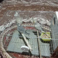 عروس هلندی|پرنده|کرج, شهرک سهرابیه|دیوار