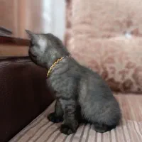 توله گربه پدر اسکاتیش مادر بریتیش خرسی