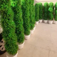 خانم جهت پرستاری از سالمند آقا