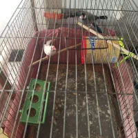 فنچ نرگسی مولد