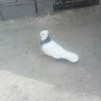 سه عددکبوتر|پرنده|همدان, |دیوار