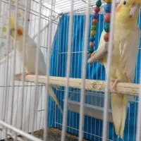 عروس هلندی لوتینونرماده