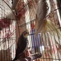 عروس هلندی اماده جفت گیری