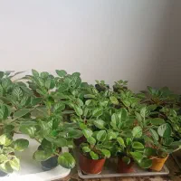 بنفشه آفریقایی