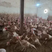بوقلمون بوربون محلی تخمگذار و کشتاری