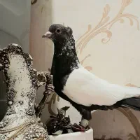 کفتره پرش و جفتگاه