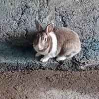 خرگوش|موش و خرگوش|ملکشاهی, |دیوار