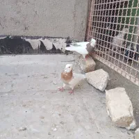 طوقی نرو ماده