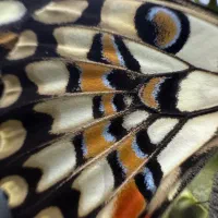 ایفون ۱۵ پرو نچرال za 256|موبایل|مهر, |دیوار