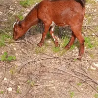مرغ ریشی با جوجه و کهره نر صومال