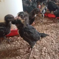 جوجه مرغ 36روزه واکسن خورده