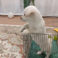 سگ واگذاری|سگ|قم, باغ شریفی|دیوار