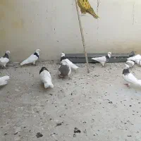 تعدادی پرنده  برای فروش سینه،سیا چشنوک،طوقی ۰۹۱۳|پرنده|مبارکه, |دیوار