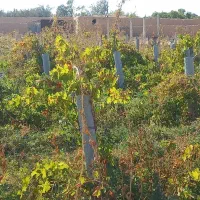 باغ ۷۵۰متری چسبیده به شاهرود|فروش زمین و ملک کلنگی|شاهرود, |دیوار