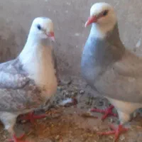 کبوتر مفلق پرشی درجه یک