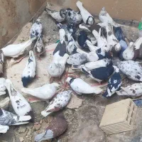 ۴۰عدد کبوتر|پرنده|دهگلان, |دیوار