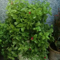 گل ناز