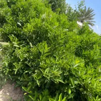 نهال نافی درجه یک