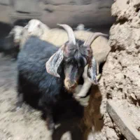 تعداد ۴بزجوان و۱پیر|حیوانات مزرعه|قهستان, |دیوار