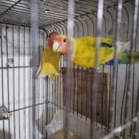 کتوله