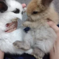 بچه خرگوش لوپ|موش و خرگوش|گرگان, |دیوار