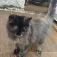 فروشی نژاد پرشین و. دی اس اچ سه ماهه بازیگوش ماده|گربه|ارومیه, |دیوار