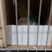 یک جفت طوطی برزیلی با ۵ تخم