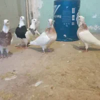 5 عدد کبوتر طوقی نژاد دار|پرنده|اسدآباد, |دیوار