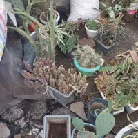 گل و کاکتوس یکجا و به صورت تکی به فروش میرسد|گل و گیاه طبیعی|خوی, |دیوار