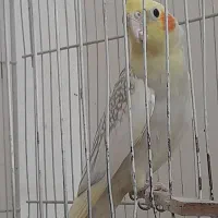 دوعددعروس هلندی نژاد خوب