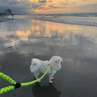 واگذاری هاپو کوچولو