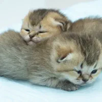 گربه بریتیش اصیل گلد