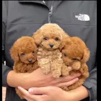 سگ مینیاتوری توی تاینی پودل اصیل کیفیت فضایی