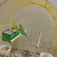 مرغ عشق