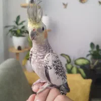 عروس هلندی نر و ماده