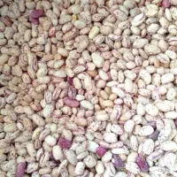 لوبیا چیتی