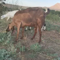 بز و بز غاله باکستانی