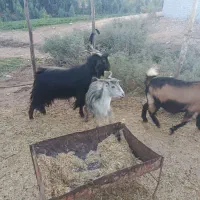 ساورین|حیوانات مزرعه|دره شهر, |دیوار