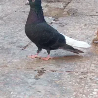 جفت اشعل دم سفید|پرنده|کارون, |دیوار