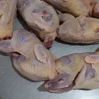 فروش بلدرچین وتخم بلدرچین|حیوانات مزرعه|سیاهکل, |دیوار