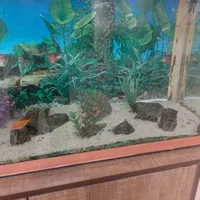 فروش آکواریوم بزرگ|ماهی|شهرکرد, |دیوار