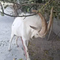 نر بز سانن|حیوانات مزرعه|نورآباد, |دیوار