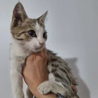 گربه خانگی|گربه|ارومیه, |دیوار