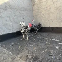 مرغ و خروس