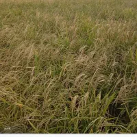 زمین کشاورزی|فروش زمین و ملک کلنگی|مینودشت, |دیوار