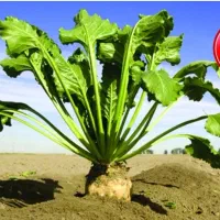 بذر چغندر رزا گلد|خدمات باغبانی و درختکاری|سرپل ذهاب, |دیوار